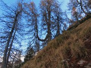 PIZZO BADILE (2044 m) ad anello colorato d’autunno da Piazzatorre-28ott24- FOTOGALLERY